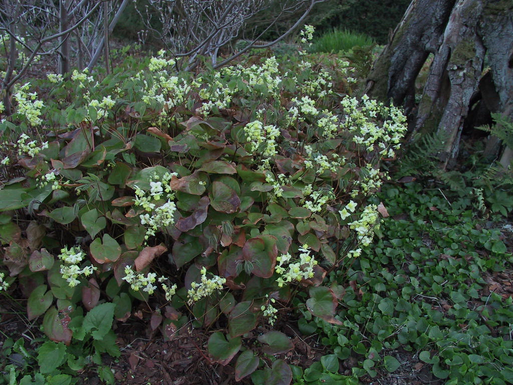 Epimedium versicolor Sulphureum2.JPG